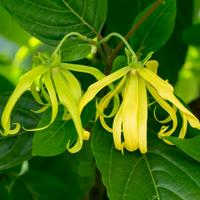 Ylang-ylang