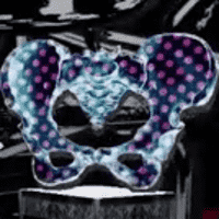 Pelvis