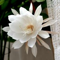 Night-Blooming Cereus