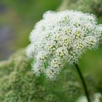 Angelica