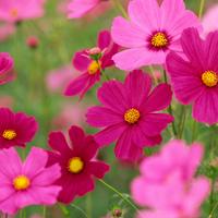 Cosmos