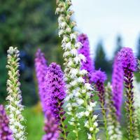 Blazing Star