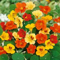 Nasturtium