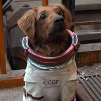 Cosmo The Spacedog