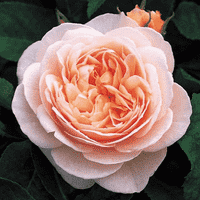 Juliet rose