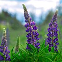 Lupine