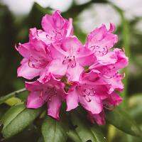 Rhododendron