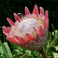 King Protea