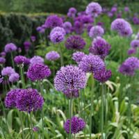 Alliums