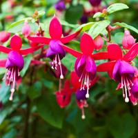 Fuschia