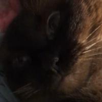 bella