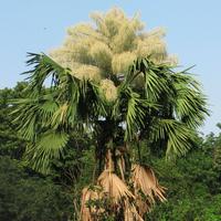 Talipot Palm (Corypha umbraculifera)