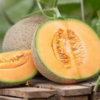 Cantaloupe