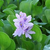 Water hyacinth
