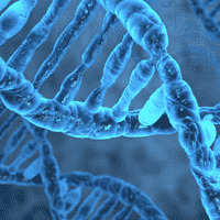 Deoxyribonucleic acid (DNA)