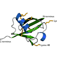 Ubiquitin