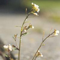 Thale cress (Arabidopsis thaliana)