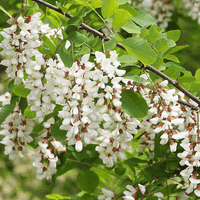 Black locust
