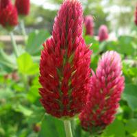 Crimson clover