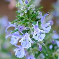 Rosemary