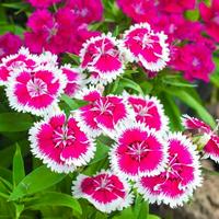 Dianthus