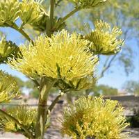 Maguey flower
