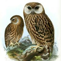 Laughing Owl (Ninox albifacies)