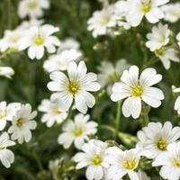 Snow-in-Summer (Cerastium tomentosum)