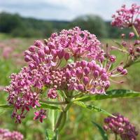 Milkweeds