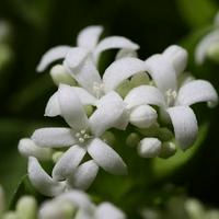 Sweet woodruff