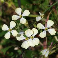 Garden rocket