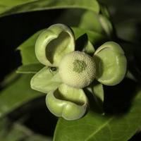 Sacred earflower