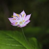 Pacific starflower