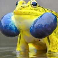 Indian Bullfrog