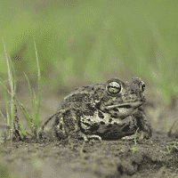 Natterjack Toad