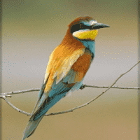 European Bee-eater