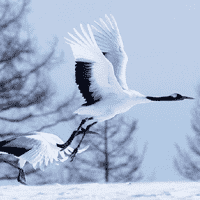 Red-Crowned Crane