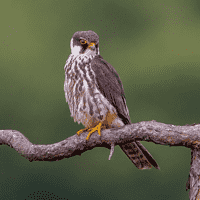 Eurasian Hobby