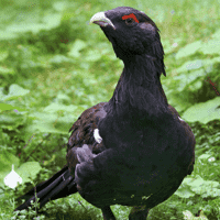 Western Capercaillie