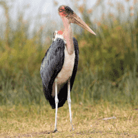 Marabou Stork