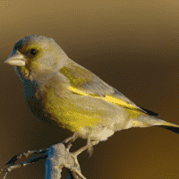 European Greenfinch