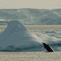 SCP-1836 "Mother In The Ice"