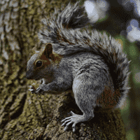 Mexican Gray Squirrel