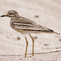 Eurasian Stone-Curlew