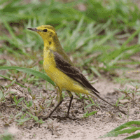 Western Yellow Wagtail