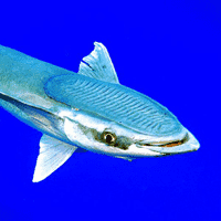 Remora