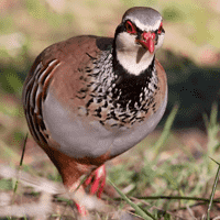 Red-legged Partridge