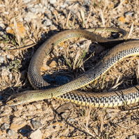 Montpellier Snake
