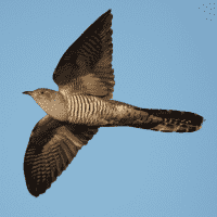 Eurasian Sparrowhawk