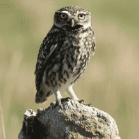 Little Owl